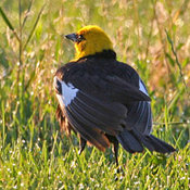 Yellow-headed Blackbird